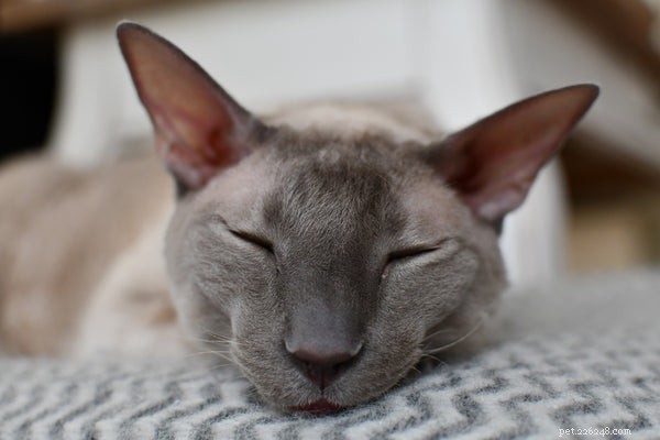 Discover if a Cornish Rex Cat is the Perfect Companion for Your Family