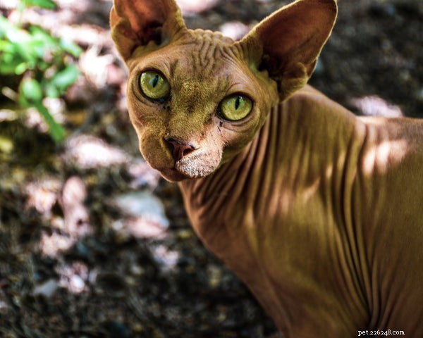 Discover if a Cornish Rex Cat is the Perfect Companion for Your Family