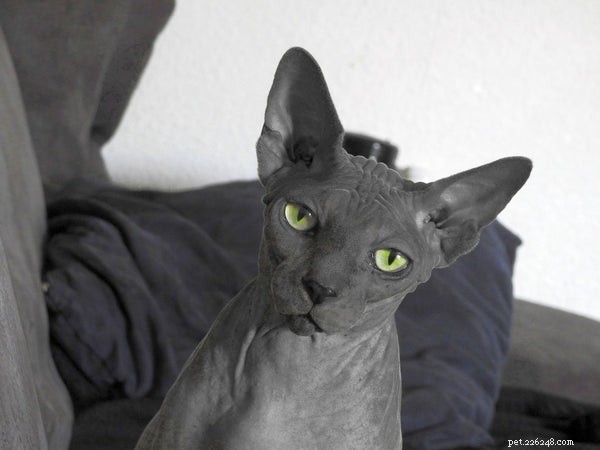 Discover if a Cornish Rex Cat is the Perfect Companion for Your Family