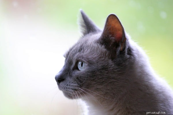 How to Treat a Cat s Cold: Expert Remedies & Prevention Tips
