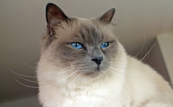 Is a Birman Cat Right for You? Essential Facts Every Owner Should Know