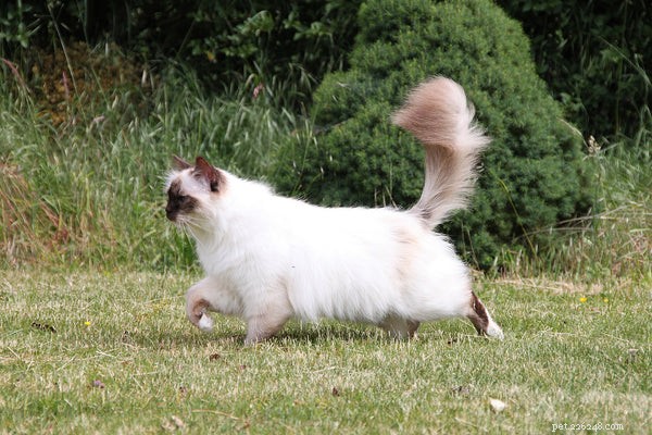 Is a Birman Cat Right for You? Essential Facts Every Owner Should Know