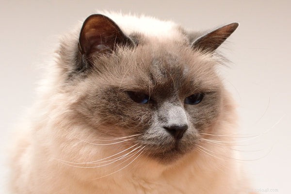 Is a Birman Cat Right for You? Essential Facts Every Owner Should Know