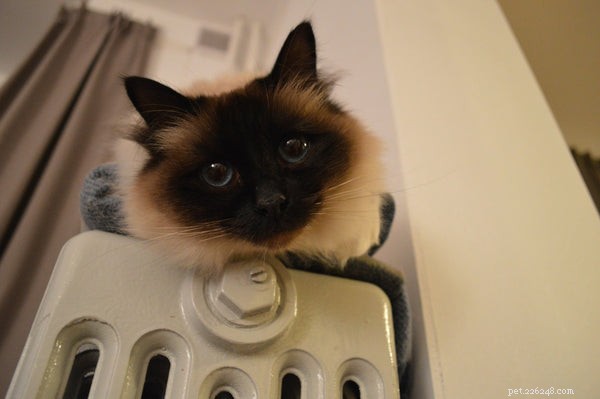 Is a Birman Cat Right for You? Essential Facts Every Owner Should Know