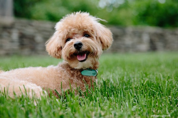 Poodle Sizes Explained: How to Choose the Perfect Match