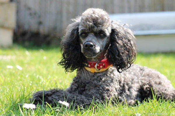 Poodle Sizes Explained: How to Choose the Perfect Match