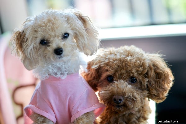 Poodle Sizes Explained: How to Choose the Perfect Match
