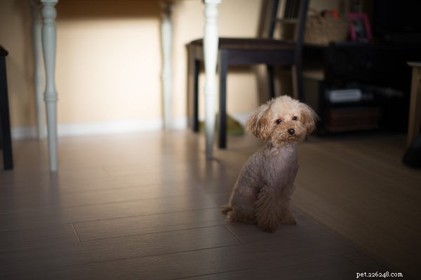 Poodle Sizes Explained: How to Choose the Perfect Match