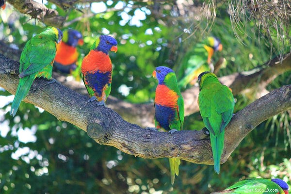 Lorikeet Lifespan: Essential Facts Before You Adopt