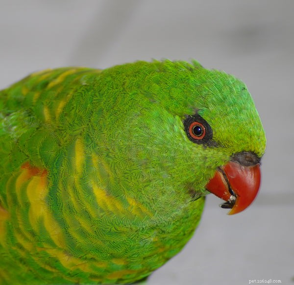Lorikeet Lifespan: Essential Facts Before You Adopt