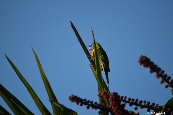 Lorikeet Lifespan: Essential Facts Before You Adopt