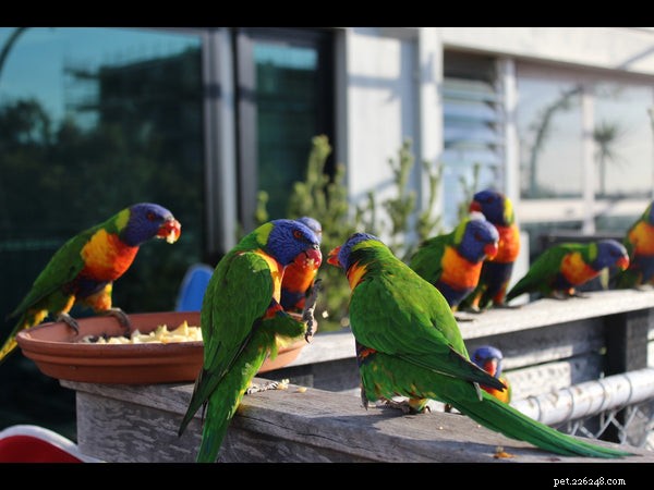 Lorikeet Lifespan: Essential Facts Before You Adopt