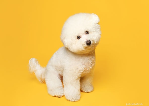 Ultimate Guide to Caring for Your Bichon Frise Puppy