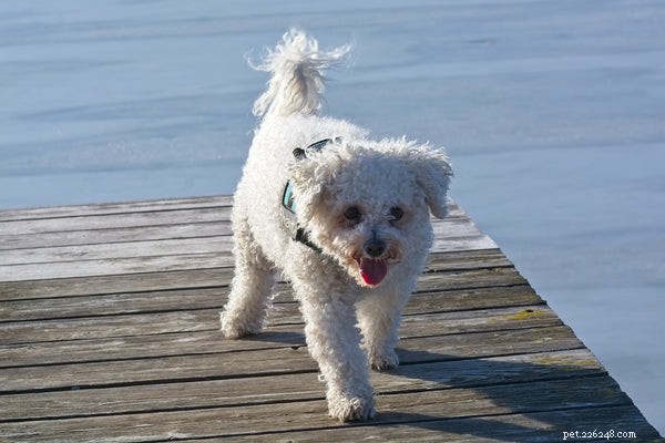 Ultimate Guide to Caring for Your Bichon Frise Puppy
