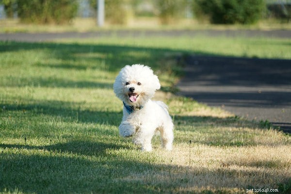 Ultimate Guide to Caring for Your Bichon Frise Puppy