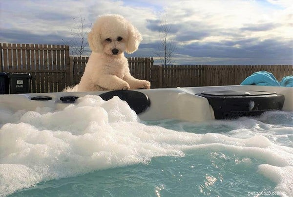 Ultimate Guide to Caring for Your Bichon Frise Puppy