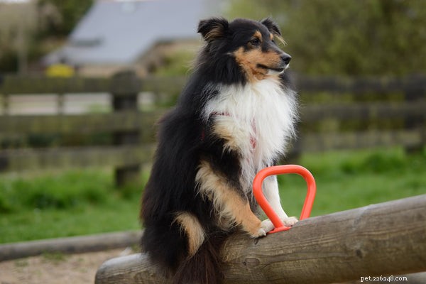 Teach Your Dog These 5 Essential Tricks for Stronger Bonding and Fun
