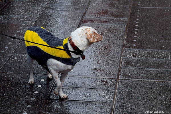 Teach Your Dog These 5 Essential Tricks for Stronger Bonding and Fun