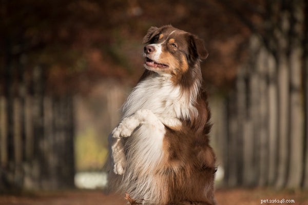 Teach Your Dog These 5 Essential Tricks for Stronger Bonding and Fun