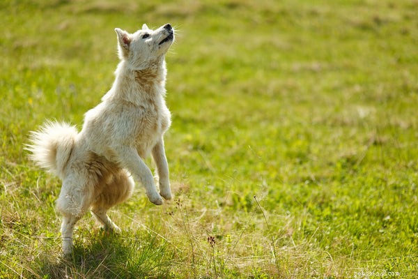 Teach Your Dog These 5 Essential Tricks for Stronger Bonding and Fun