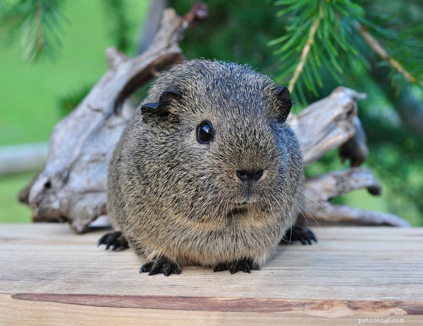 Proven Strategies to Extend Your Guinea Pig’s Life