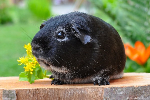 Proven Strategies to Extend Your Guinea Pig’s Life