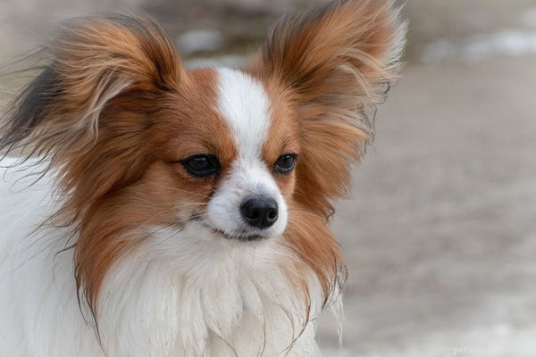 Top Dog Breeds That Make Loyal Companions for Every Home