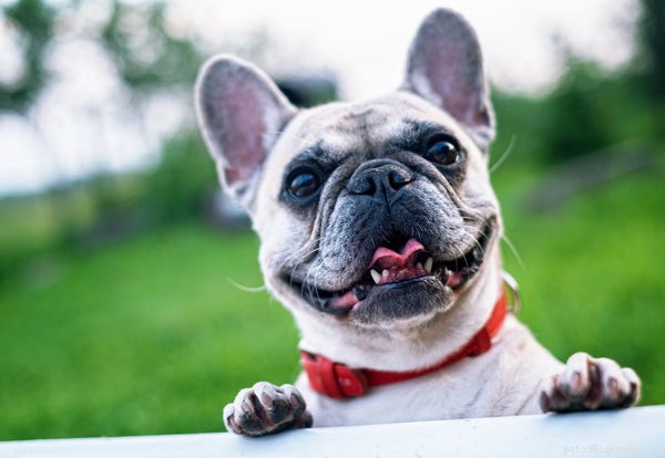 Top Dog Breeds That Make Loyal Companions for Every Home