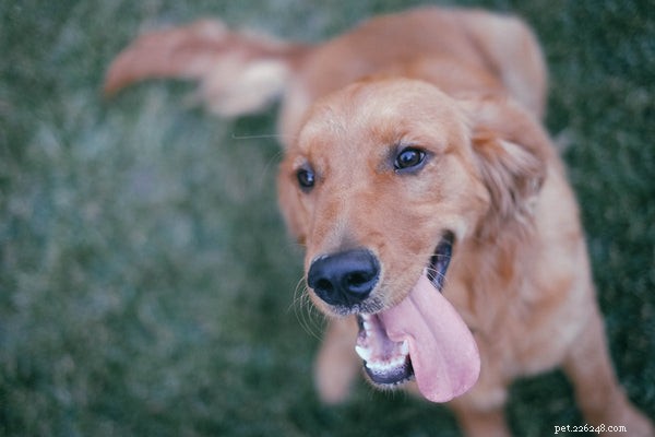 Top Dog Breeds That Make Loyal Companions for Every Home