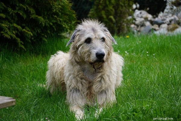 Top Dog Breeds That Make Loyal Companions for Every Home