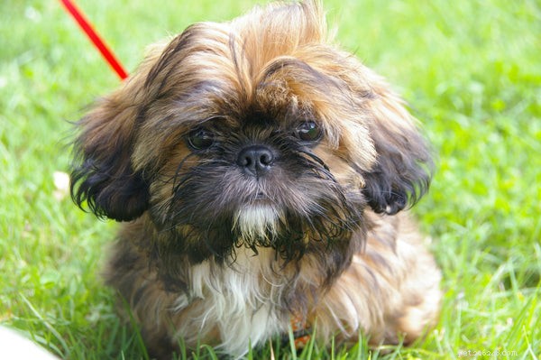 Top Dog Breeds That Make Loyal Companions for Every Home