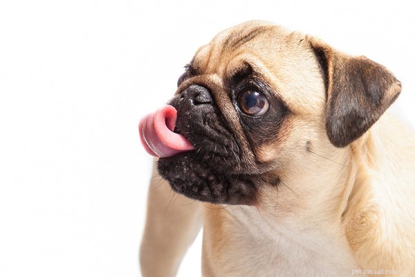 Top Dog Breeds That Make Loyal Companions for Every Home