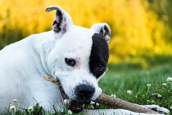 Top Dog Breeds That Make Loyal Companions for Every Home