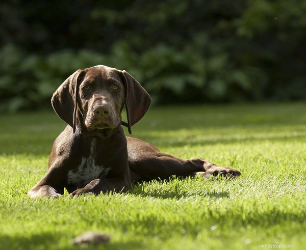 Top Dog Breeds That Make Loyal Companions for Every Home