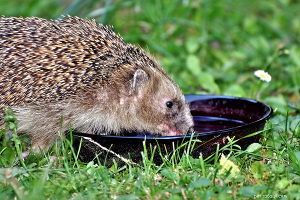 How to Prolong Your Hedgehog’s Life: Expert Care Tips