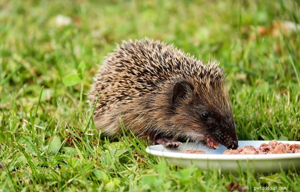 How to Prolong Your Hedgehog’s Life: Expert Care Tips