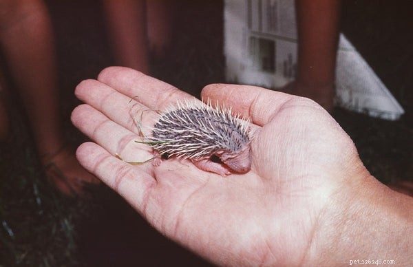 How to Prolong Your Hedgehog’s Life: Expert Care Tips
