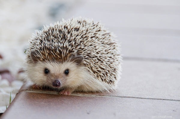 How to Prolong Your Hedgehog’s Life: Expert Care Tips