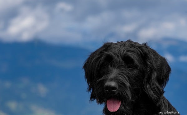 Adopting a Labradoodle: Your Comprehensive Guide