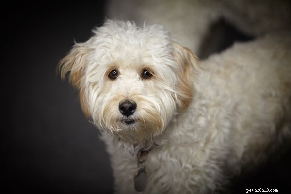 Adopting a Labradoodle: Your Comprehensive Guide