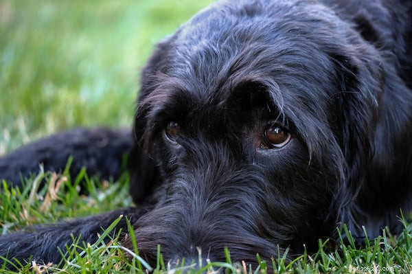 Adopting a Labradoodle: Your Comprehensive Guide
