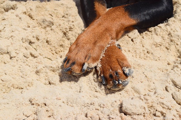 Puppy Paw Care: 4 Essential Tips Every Owner Should Know