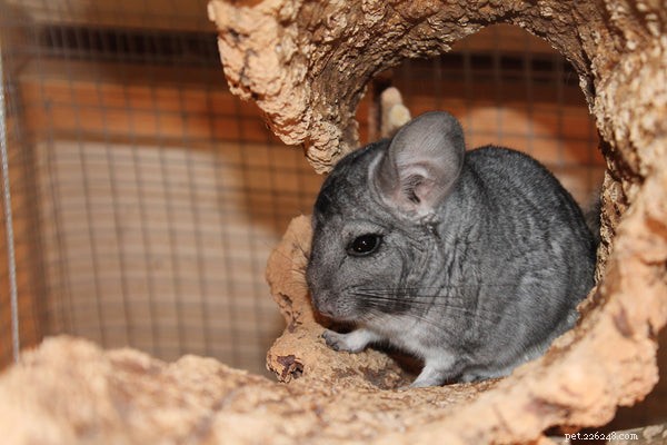 How to Extend Your Chinchilla’s Life: Expert Tips for a Healthier, Longer Lifespan