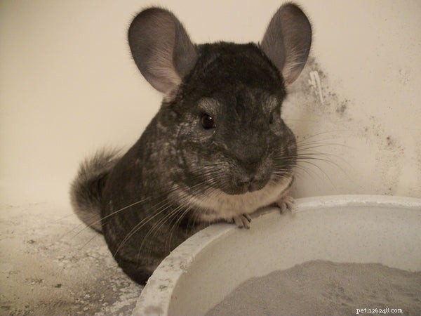 How to Extend Your Chinchilla’s Life: Expert Tips for a Healthier, Longer Lifespan