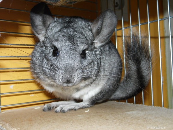 How to Extend Your Chinchilla’s Life: Expert Tips for a Healthier, Longer Lifespan