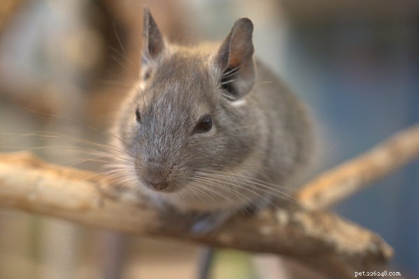 How to Extend Your Chinchilla’s Life: Expert Tips for a Healthier, Longer Lifespan