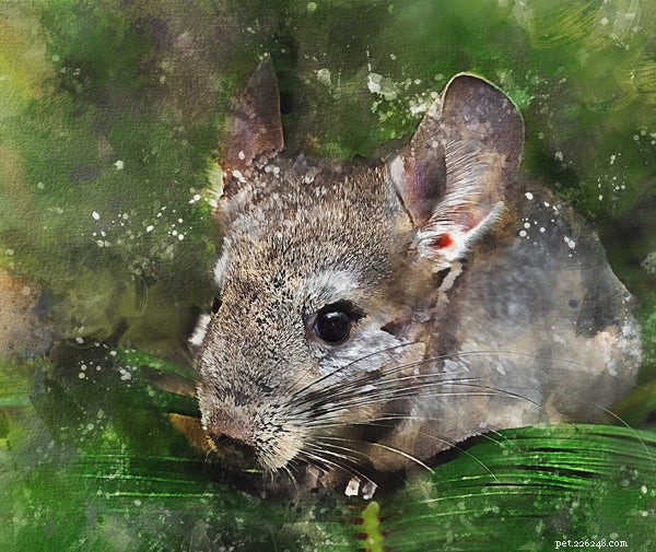 How to Extend Your Chinchilla’s Life: Expert Tips for a Healthier, Longer Lifespan