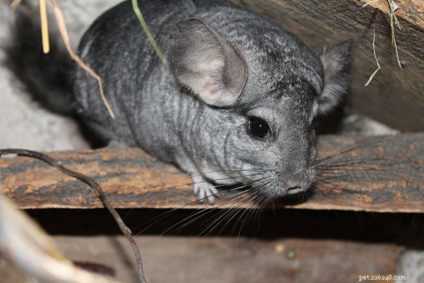 How to Extend Your Chinchilla’s Life: Expert Tips for a Healthier, Longer Lifespan