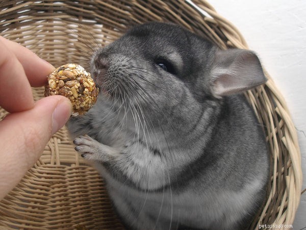 How to Extend Your Chinchilla’s Life: Expert Tips for a Healthier, Longer Lifespan