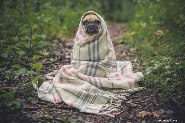Canine Distemper: Key Facts Every Dog Owner Must Know